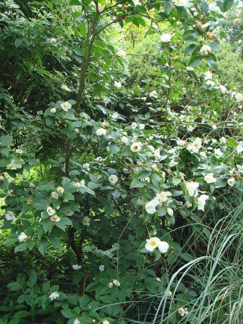 Stewartia pseudocamellia